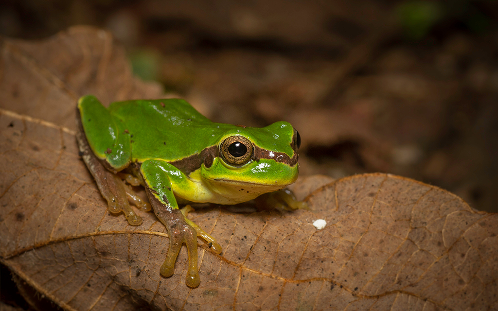 Jerdon's tree frog